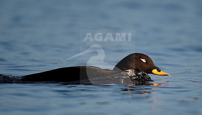 Mannetje Grote Zee-eend zwemmend; Male Velvet Scoter swimming stock-image by Agami/Markus Varesvuo,