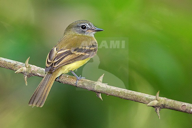 Black-billed Flycatcher (Aphanotriccus audax) at ProAves Blue-billed Curassow Reserve, Puerto Pinzon, Boyaca, Colombia. IUCN Status Near Threatened. stock-image by Agami/Tom Friedel,
