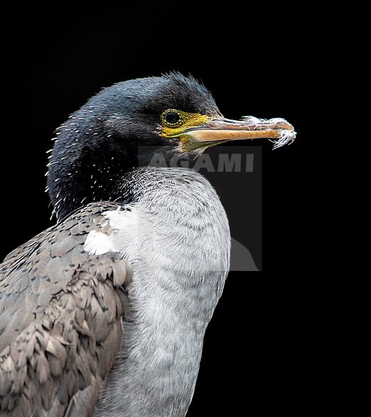 Pitt Shag (Phalacrocorax featherstoni), also known as the Pitt Island shag or Featherstone's shag, at the Chatham Islands, New Zealand. Vertical portrait of an immature bird. stock-image by Agami/Marc Guyt,