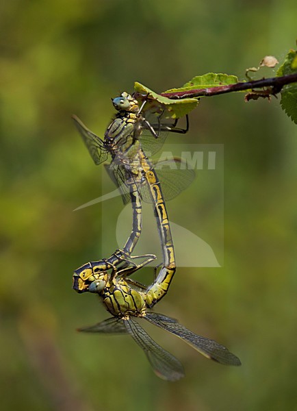 Copula Plasrombout; Mating wheel Western Clubtail stock-image by Agami/Fazal Sardar,