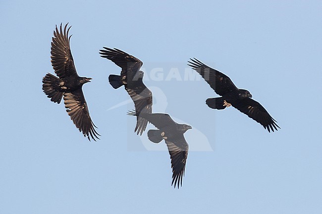 Raven (Corvux corax hispanus), flock in flight stock-image by Agami/Saverio Gatto,