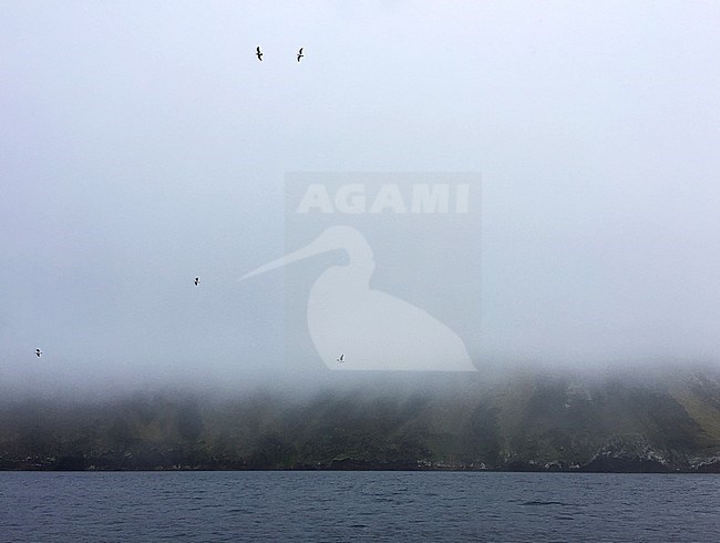Landscape of the Antipodes islands, inhospitable and uninhabited volcanic islands, in subantarctic waters to the south of New Zealand. Several Kelp Gulls flying around. stock-image by Agami/Marc Guyt,
