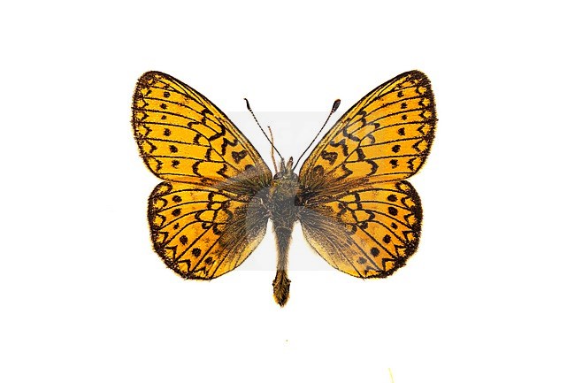 Bog Fritillary, Ringoogparelmoervlinder, Boloria eunomia stock-image by Agami/Wil Leurs,