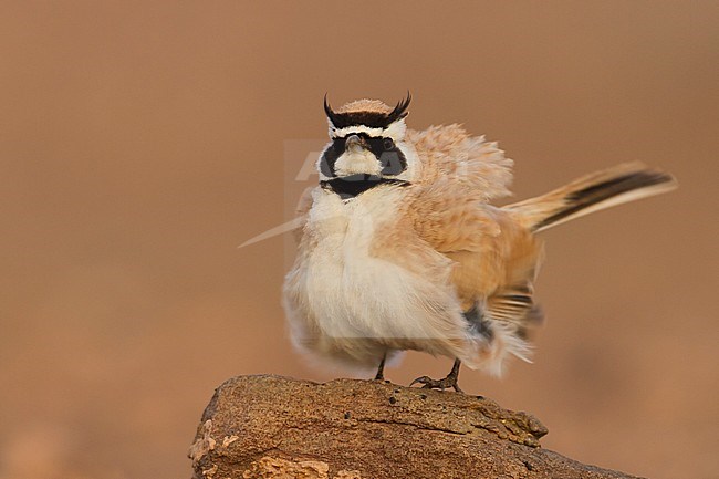 Temminck's Horned Lark - Saharaohrenlerche - Eremophila bilopha, Morocco stock-image by Agami/Ralph Martin,