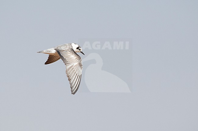 immature white-winged tern or white-winged black tern (Chlidonias leucopterus) in winter plumage in flight, found at Lake Bishangari in Ethiopia stock-image by Agami/Mathias Putze,