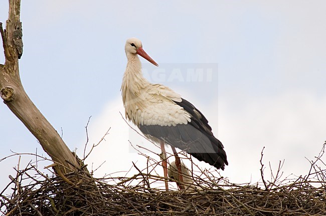 White Stork adult standing on its nest; Ooievaar volwassen staand op zijn nest stock-image by Agami/Marc Guyt,