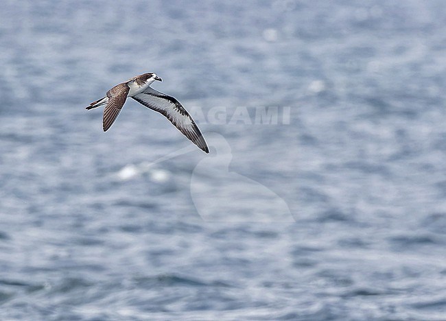 Galapagos Petrel, Pterodroma phaeopygia) at sea off the Galapagos Islands, part of the Republic of Ecuador. stock-image by Agami/Pete Morris,