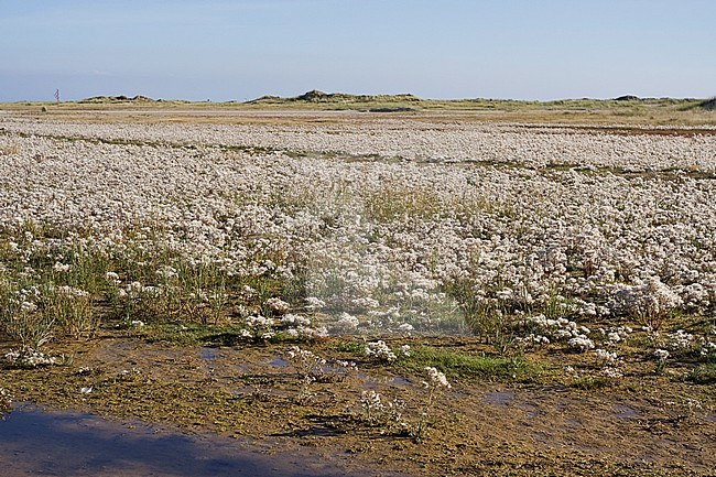 Uitgebloeide Zeeaster in getijdegebied Vliehors; Overblown Sea Aster in Vliehors tidal plains stock-image by Agami/Marc Guyt,