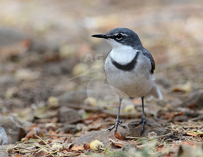 Mountain Wagtail (Motacilla clara) in Ethiopia. stock-image by Agami/Laurens Steijn,