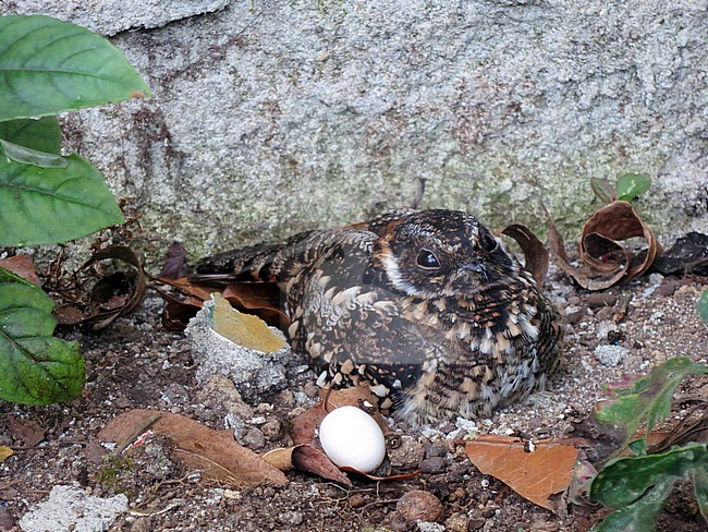 Band-winged Nightjar (Systellura longiro) nesting in front of a lodge in Rio Blanco reserve, central Andes valley in Colombia. Female sitting next to one egg. stock-image by Agami/Marc Guyt,