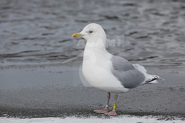 Kumliens Meeuw, Kumlien's Gull, Larus glaucoides kumlieni stock-image by Agami/Chris van Rijswijk,