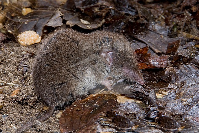 Huisspitsmuis op de grond; Greater White-toothed Shrew on the ground stock-image by Agami/Theo Douma,
