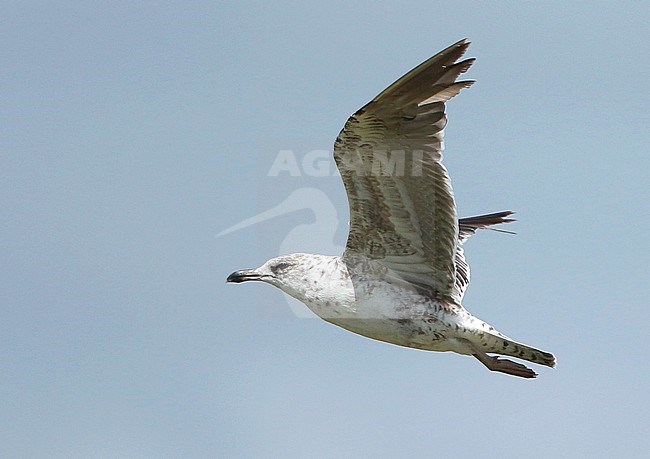 Second calendar year Lesser Black-backed Gull (Larus fuscus) in flight in the Netherlands during summer along the Ducth coast. stock-image by Agami/Fred Visscher,