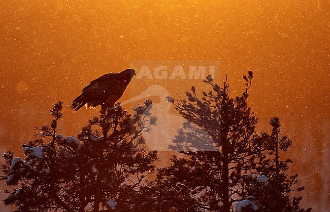Golden Eagle (Aquila chrysaetos) at Kuusamo in Finland. Adult perched in a tree against an orange colored background. stock-image by Agami/Markus Varesvuo,