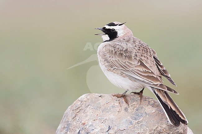 Adult Steppe Horned Lark (Eremophila alpestris brandtii) in breeding plumage, standing on the ground in steppes of Kyrgyzstan. Singing from rocky perch. stock-image by Agami/Ralph Martin,