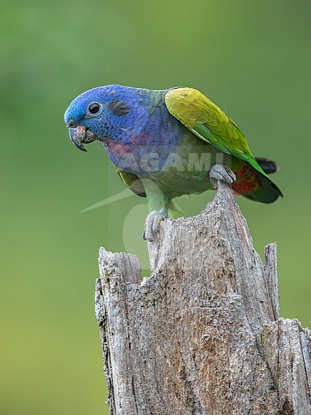 Blue-headed Parrot (Pionus menstruus rubrigularis) at Manizales, Colombia. stock-image by Agami/Tom Friedel,