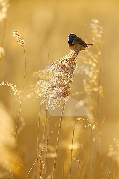 Blauwborst; Bluethroat; stock-image by Agami/Chris van Rijswijk,