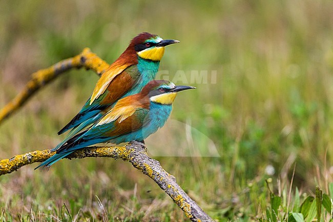 Bijeneter; Bee-eater stock-image by Agami/Daniele Occhiato,