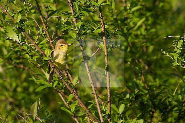 Melodious Warbler - Orpheusspötter - Hippolais polyglotta, Germany stock-image by Agami/Ralph Martin,