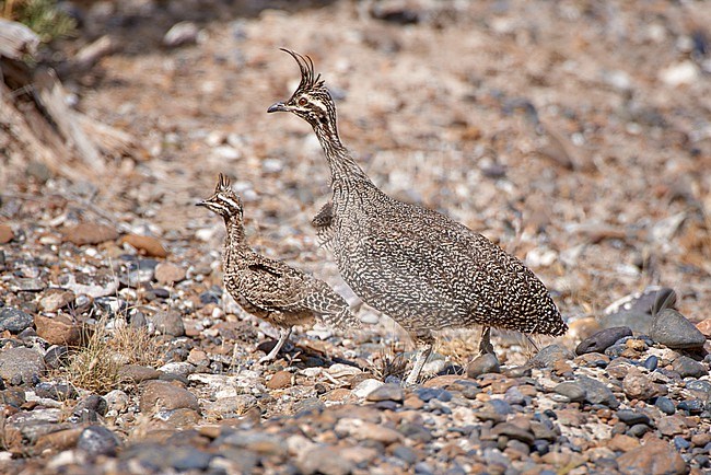 Adult and young Elegant Crested Tinamou (Eudromia elegans) in their habitat in Argentina stock-image by Agami/Tomas Grim,