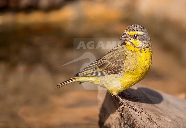 Yellow-fronted canary; Serinus mozambicus; on rock stock-image by Agami/Hans Germeraad,