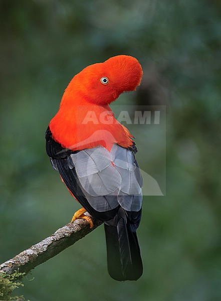 A male Andean Cock of the Rock (Rupicola peruvianus saturatus) (subspecies) perched on a branch in Cusco, Peru, South-America. stock-image by Agami/Steve Sánchez,