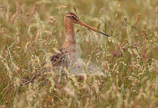 Black-tailed Godwit (Limosa limosa), adult standing in a field. stock-image by Agami/Fred Visscher,