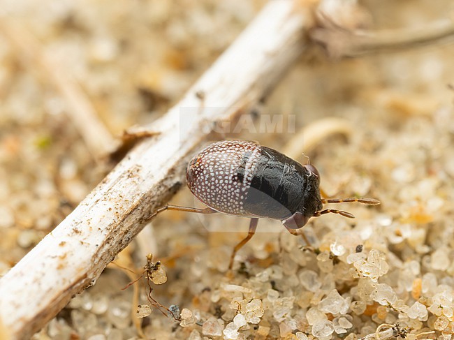 Geocoris grylloides instar stock-image by Agami/Arnold Meijer,