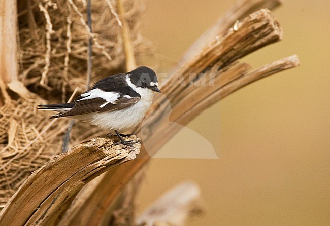 Balkanvliegenvanger mannetje zittend op palmtak; Semi-collared Flycatcher male perched on palmbranch stock-image by Agami/Marc Guyt,