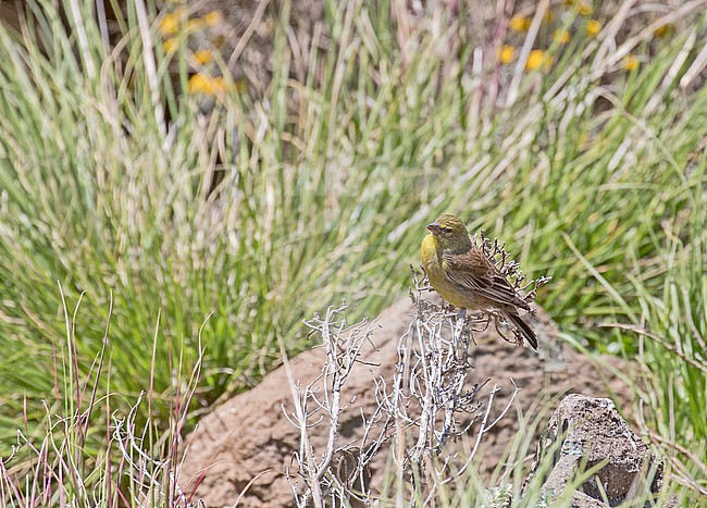 Drakensberg Siskin (Crithagra symonsi) in South Africa. stock-image by Agami/Pete Morris,