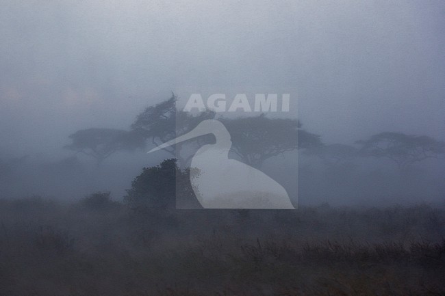 A rainstorm hits the plains of Serengeti. Seronera, Serengeti National Park, Tanzania stock-image by Agami/Sergio Pitamitz,