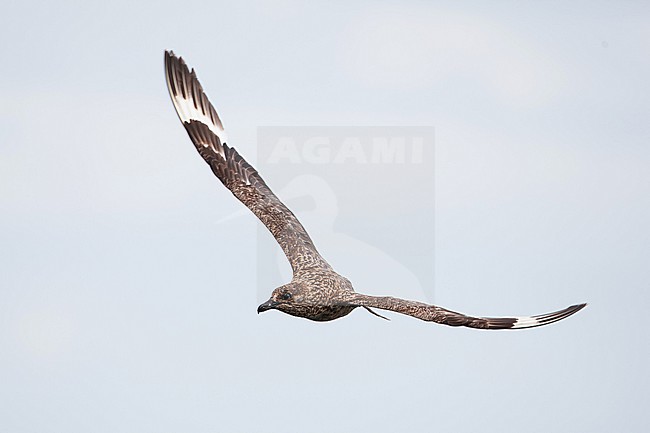 adult great skua (stercorarius skua) in flight and activly moulting, found offshore at the German Beight / North Sea stock-image by Agami/Mathias Putze,