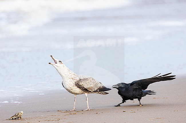  stock-image by Agami/Menno van Duijn,