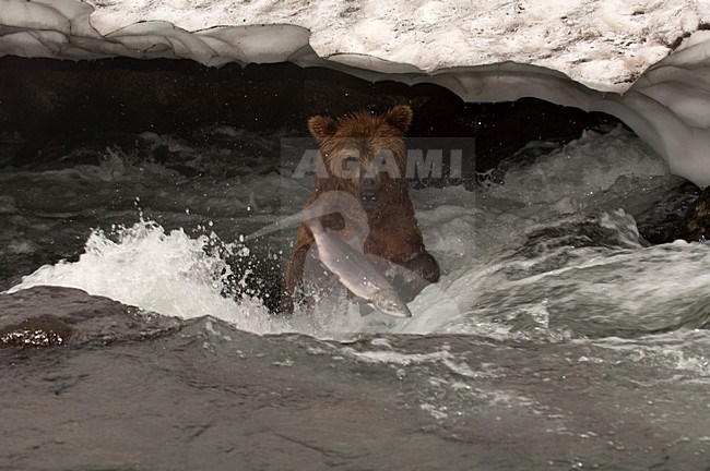 Kamtsjatkabeer met zalm, Kamchatka Brown Bear with Salmon stock-image by Agami/Sergey Gorshkov,