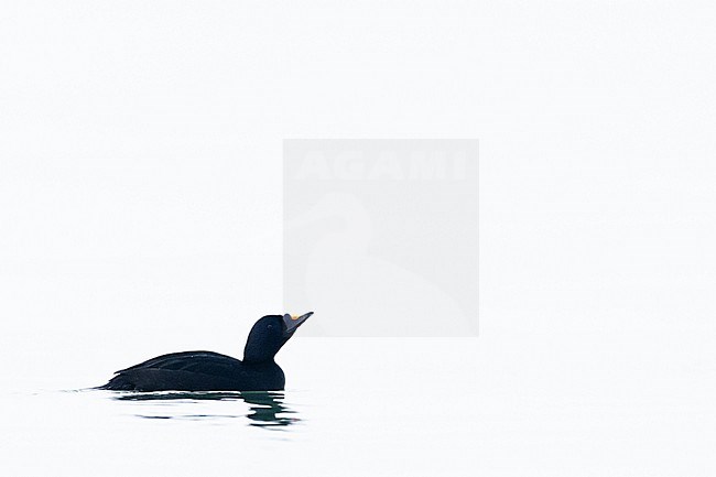  stock-image by Agami/Menno van Duijn,