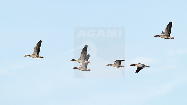 flock of greylag goose (anser anser) in flight during autumn migration, found at Fehmarn at the Baltic Sea in Germany stock-image by Agami/Mathias Putze,
