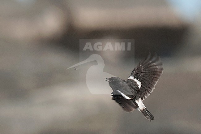 Male Pied Bushchat (Saxicola caprata) side view of bird in flight showing upperparts stock-image by Agami/Kari Eischer,