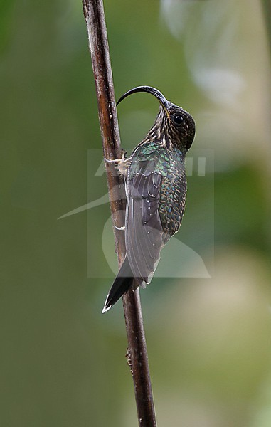 White-tipped Sicklebill, Eutoxeres aquila aquila, perched on vertical twig in rain forest on east slope of the Andes in Ecuador stock-image by Agami/Andy & Gill Swash ,