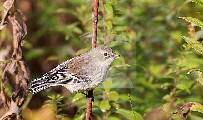 Worn Myrtle Warbler (Setophaga coronata) during autumn migration in the United States. Also known as Yellow-rumped Warbler. stock-image by Agami/Ian Davies,