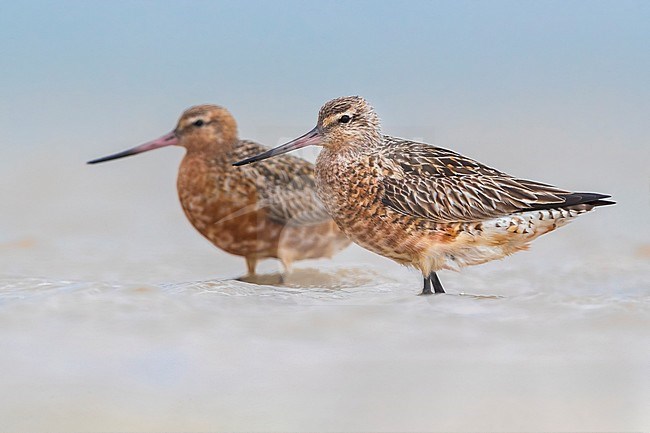 Two Bar-tailed Godwits (Limosa lapponica) standing on shallow sea water on the coast of Western Sahara. stock-image by Agami/Daniele Occhiato,