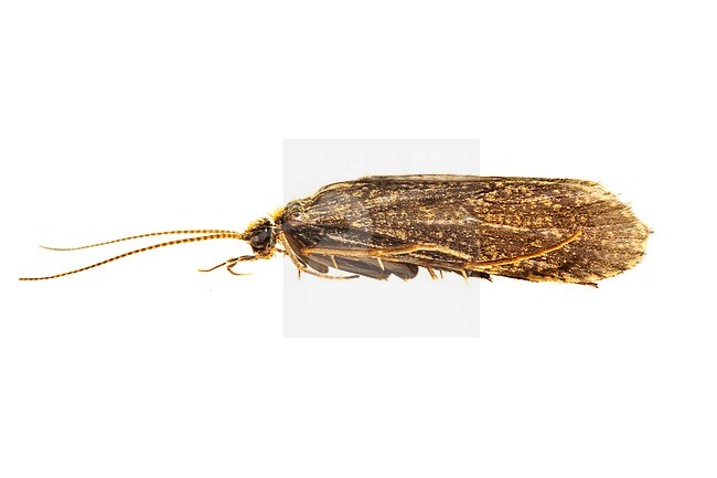 Holocentropus picicornis stock-image by Agami/Wil Leurs,