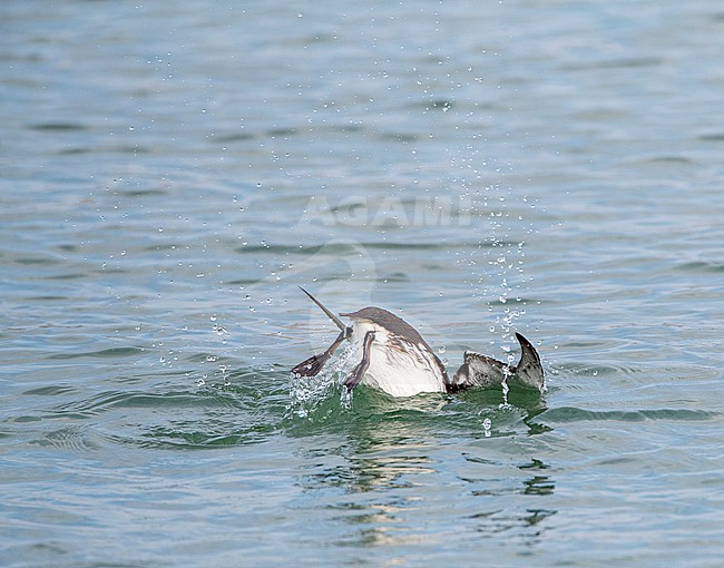 Common guillemot (Uria aalge) in winter plumage at the North sea at Scheveningen, Netherlands. Also known as Common Murre. stock-image by Agami/Marc Guyt,