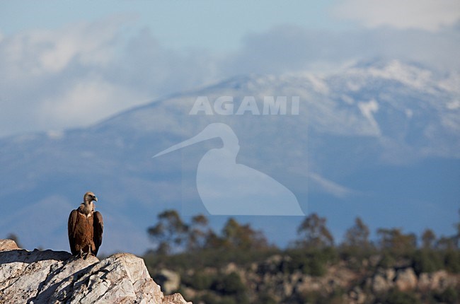 Vale Gier zittend in berglandschap; Griffon Vulture perched in mountain landscape stock-image by Agami/Markus Varesvuo,