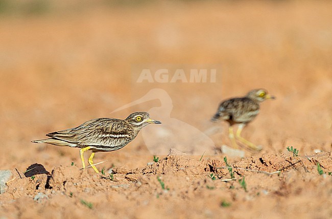 Eurasian stone-curlew (Burhinus oedicnemus) standing in an agricultural field near Belchite, Spain. stock-image by Agami/Marc Guyt,