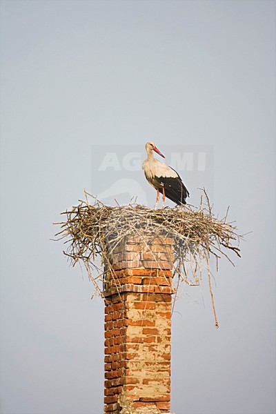 Ooevaar op nest op schoorsteen; White Stork on nest on chimney stock-image by Agami/Marc Guyt,