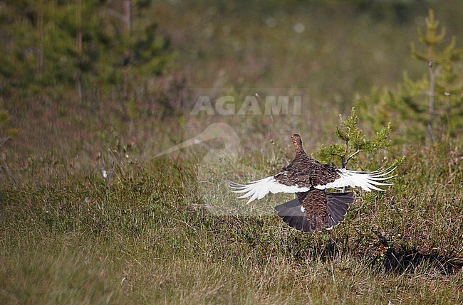 Mannetje Moerassneeuwhoen in de vlucht; Willow Ptarmigan male in flight stock-image by Agami/Markus Varesvuo,