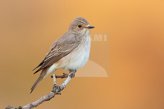 Spotted Flycarcher (Muscicapa striata), side view of an adult perched on a branch, Campania, Italy stock-image by Agami/Saverio Gatto,