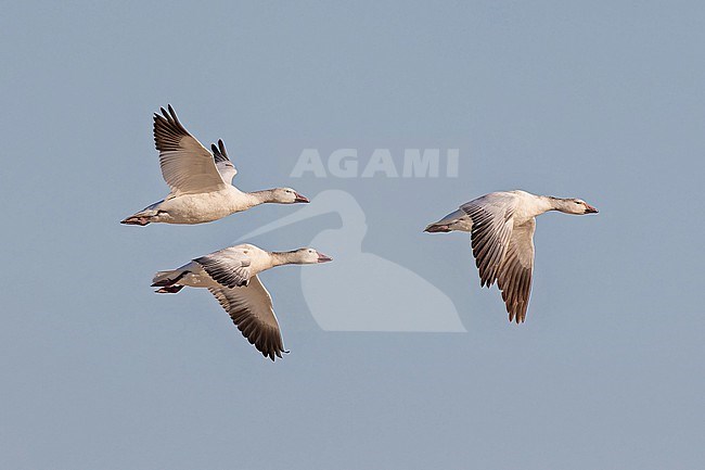 Wintering Lesser Snow Goose (Anser caerulescens) in Western Mexico. stock-image by Agami/Pete Morris,