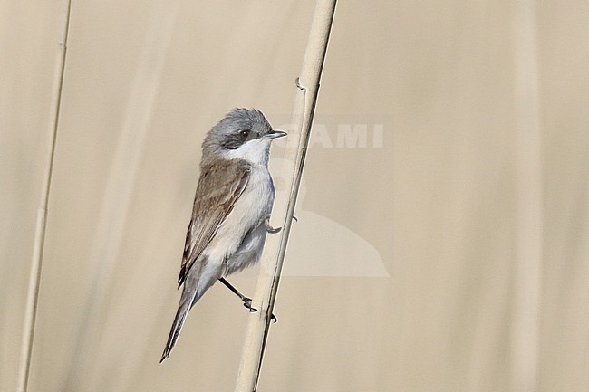 Siberian Lesser Whitethroat (Sylvia curruca blythi) in China. stock-image by Agami/Jonathan Martinez,
