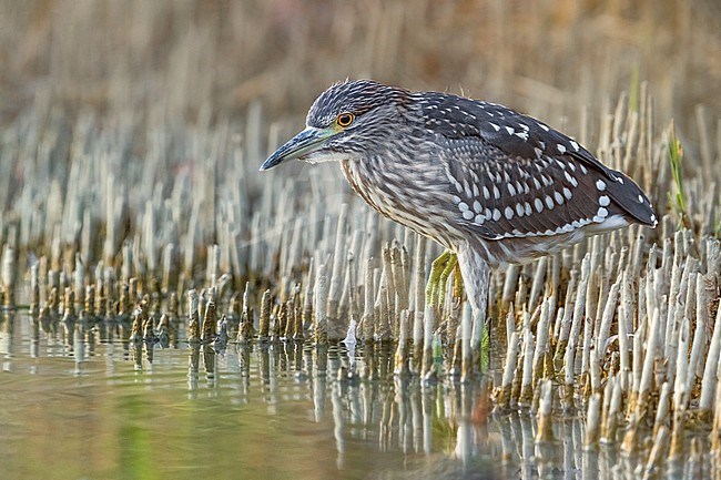 Immature Black-crowned Night Heron, Nycticorax nycticorax, in Italy. stock-image by Agami/Daniele Occhiato,